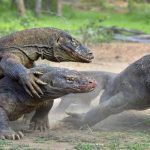 Pulau Komodo Akan di Tutup
