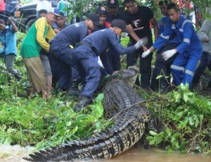 Ada Buaya Bahenol Ukuran 4,5 Meter di Temukan Warga Desa Nyerakat