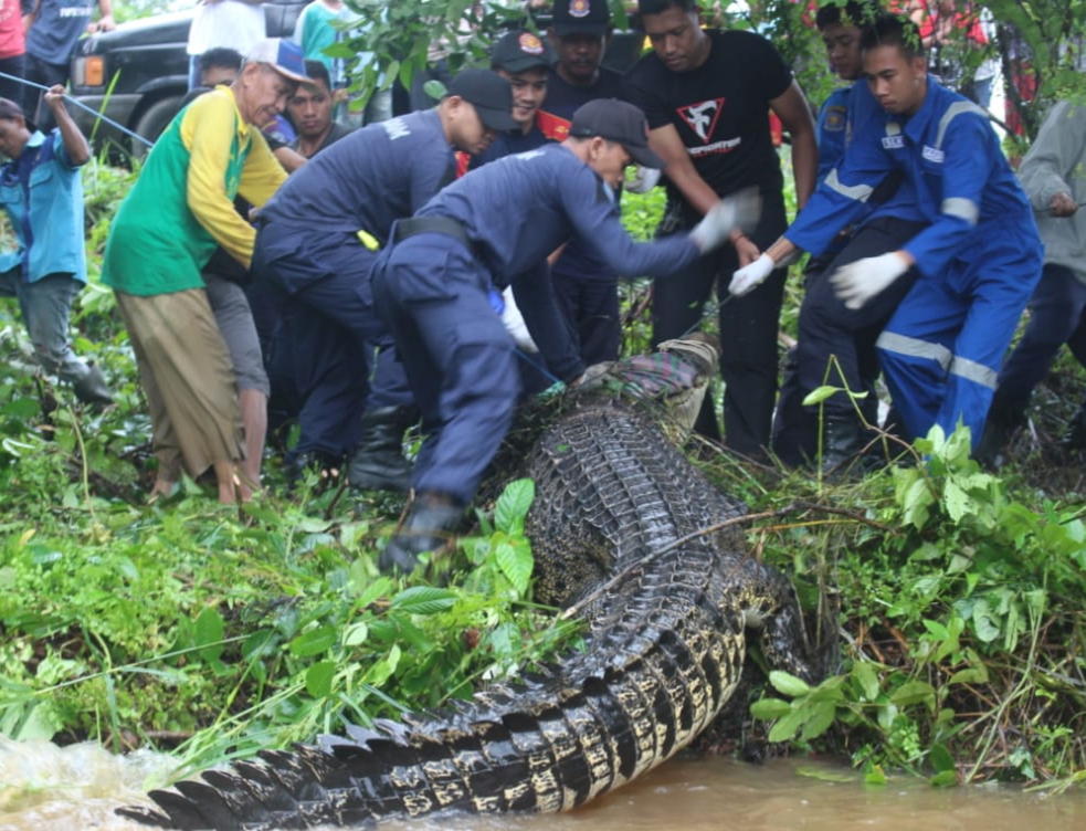 Warga Temukan Buaya