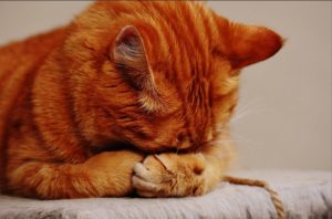 Pria Pemakan Kucing Mengundang Kemarahan Para Aktivis Perlindungan Hewan