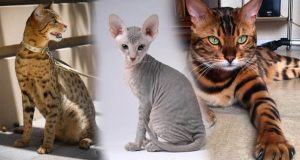 7 Jenis Kucing yang Bisa Berharga Mahal, dari Sphynx hingga Ashera