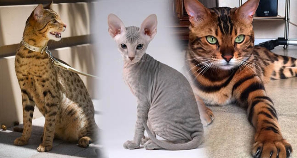 7 Jenis Kucing Paling Mahal di Dunia