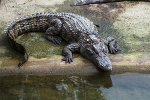 BKSDA Kaltim Tangkap Tiga Ekor Buaya di Badak LNG