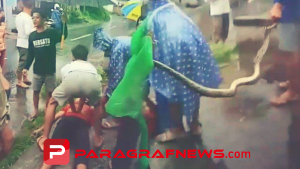 Remaja 16 Tahun Pingsan Dililit Ular Piton Peliharaannya Sendiri