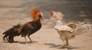 Judi Sabung Ayam Dibahas di Paripurna, Ketua Dewan Minta Aparat Menindak Tegas Pelaku