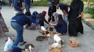 Sayangi Kucing Liar, Jelang Ramadhan di Bontang Komunitas Ini Lakukan Street Feeding