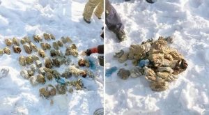 Ngeri ! 4 Peristiwa Aneh yang Terdampar di Pantai, Ada 54 Potongan Tangan Manusia