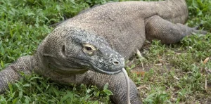 Komodo Bisa Mendeteksi Bangkai dari Jarak Jauh, Ini 5 Fakta Unik Sang Naga Purba