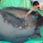 Nelayan Kamboja Tangkap Ikan Air Tawar Terbesar di Dunia