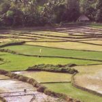 Pengawasan Lahan Sawah