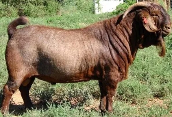 Kambing Jenis Red Kalahari Kambing Jenis Red Kalahari