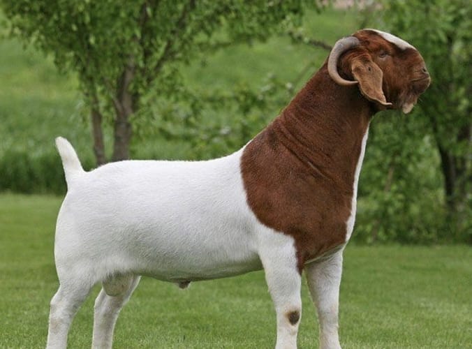 Jenis Kambing Boer dan Red Kalahari