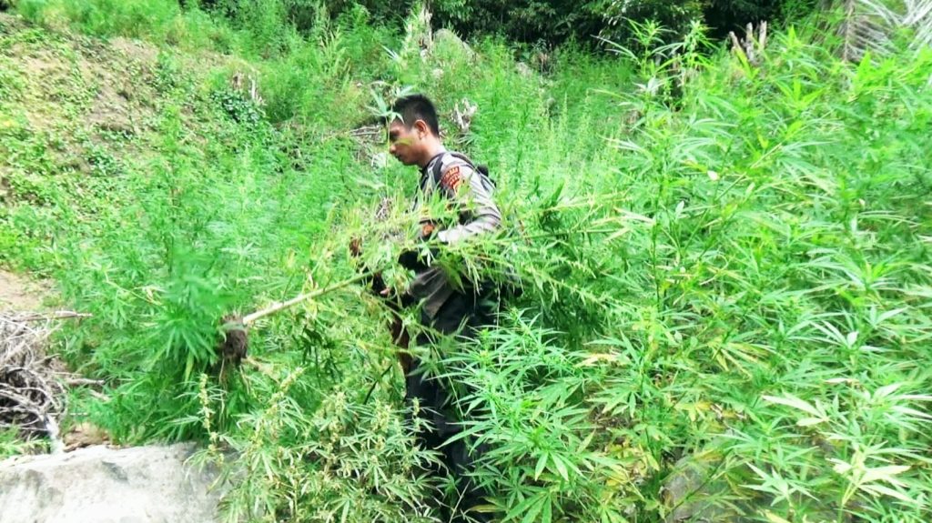 Hasil Pengembangan dari Tersangka, Polisi Ungkap Ladang Ganja 3 Hektare di Aceh Utara