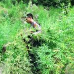 Ladang ganja di Aceh Utara