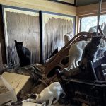 170 kucing terlantar di rumah