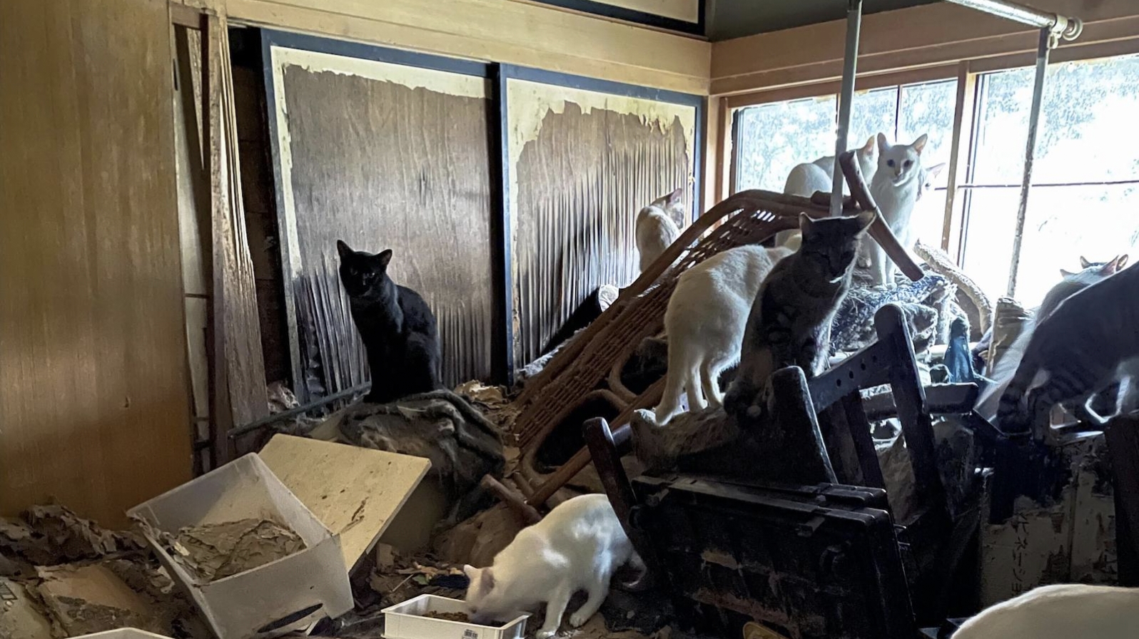 170 kucing terlantar di rumah