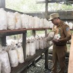 Inovasi Kelurahan Satimpo Hasilkan Jamur dan Madu
