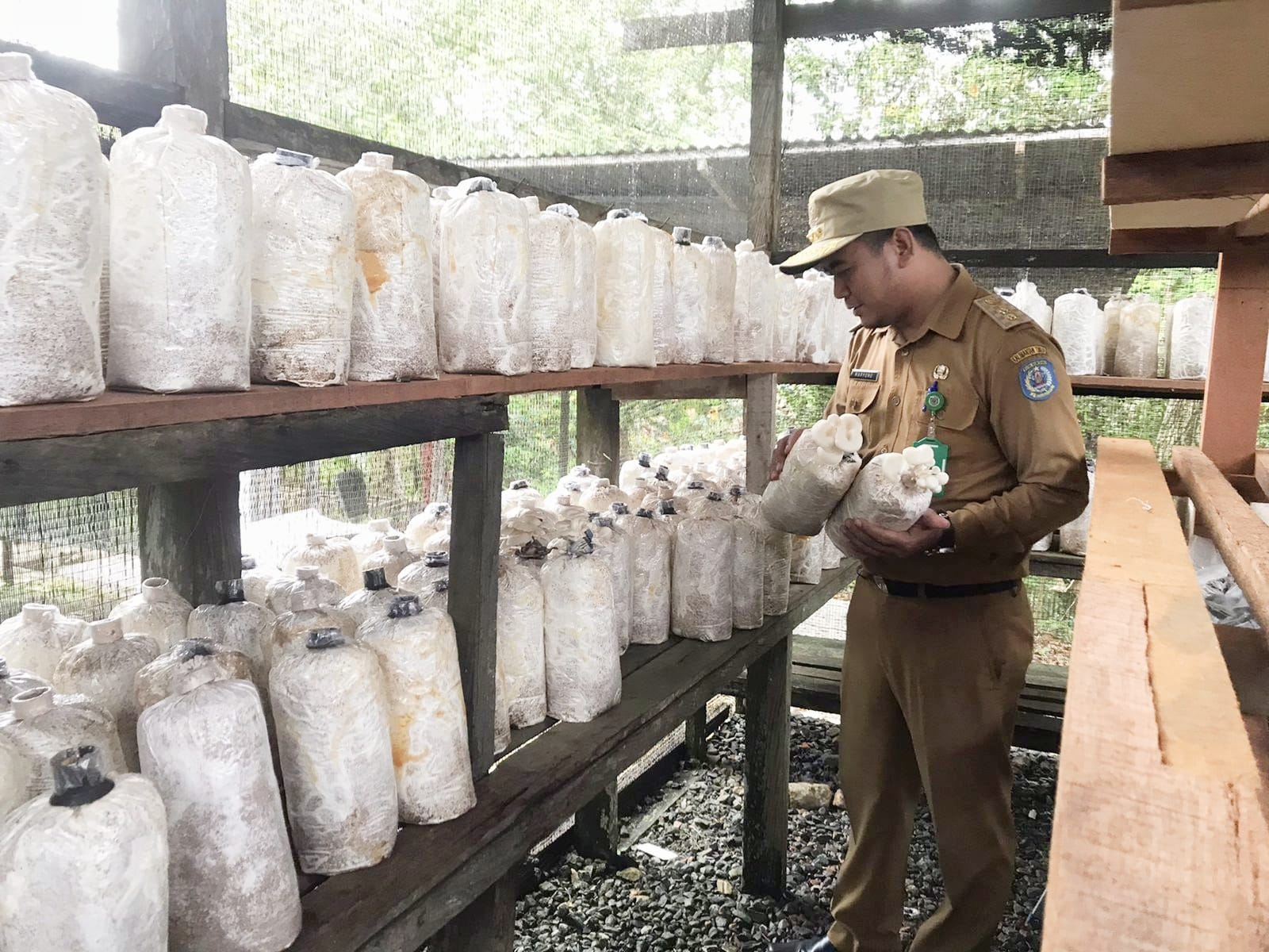 Inovasi Kelurahan Satimpo Hasilkan Jamur dan Madu