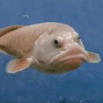 9 Fakta Aneh Tentang Blobfish