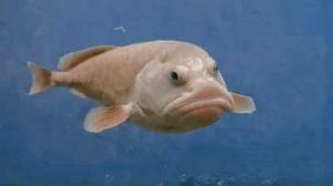 9 Fakta Aneh Tentang Blobfish, Ikan dengan Julukan Hewan Terjelek di Dunia