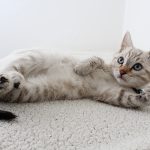 Kucing memikiki sembilan nyawa