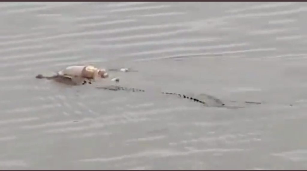 Viral ! Buaya Mahakam Antar Jasad Utuh Balita yang Tenggelam Dua Hari, Begini Ceritanya