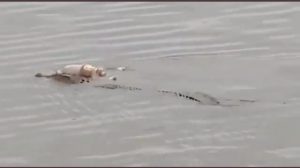 Viral ! Buaya Mahakam Antar Jasad Utuh Balita yang Tenggelam Dua Hari, Begini Ceritanya