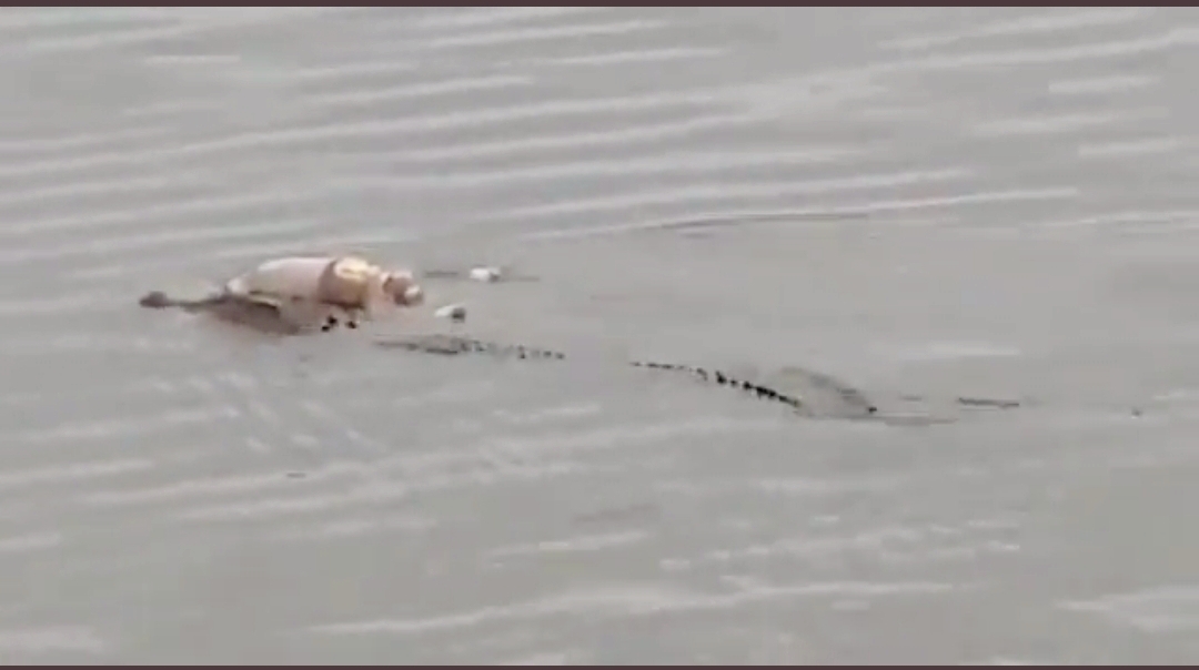 Buaya Mahakam Antar Jasad Utuh Balita