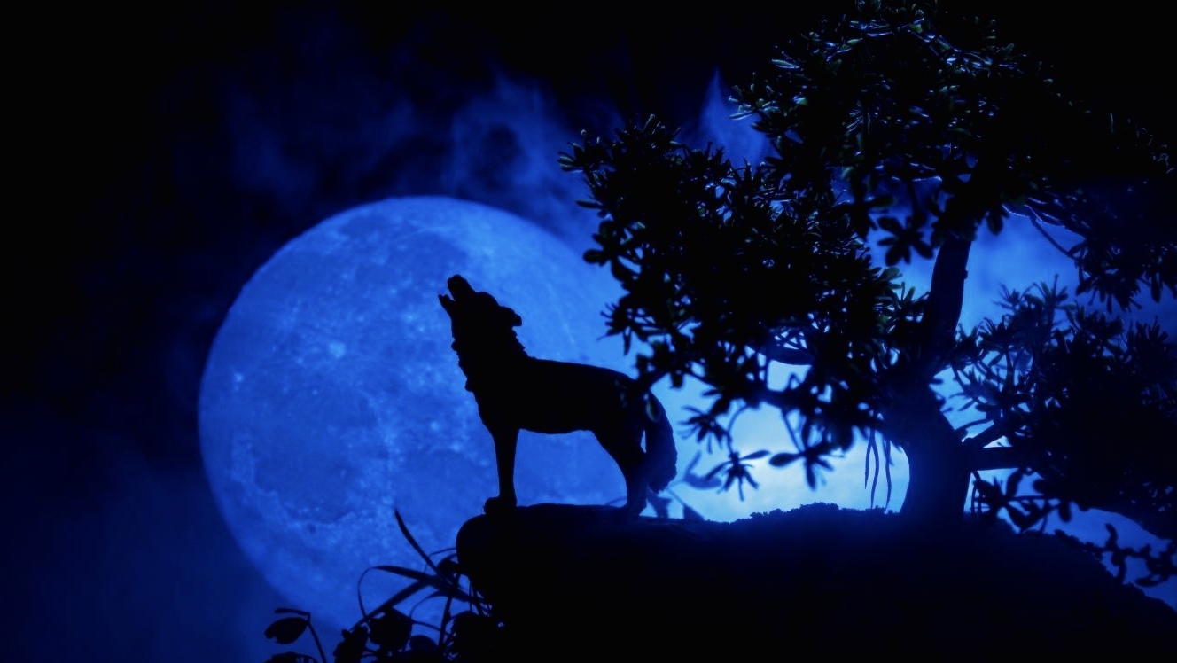 Bulan Serigala