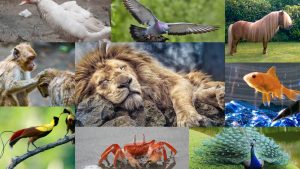 10+ Fakta Perilaku Unik Hewan yang Jarang Diketahui
