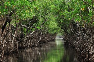 Hutan Mangrove Margomulyo, Wisata Alam yang Menarik