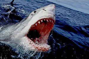 Ini 10 Spesies Hiu Terganas di Dunia, Predator Berbahaya bagi Manusia