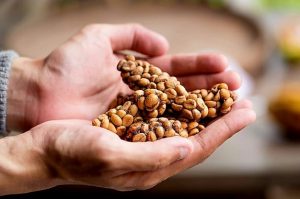 Mengenal Kopi Luwak, Kopi Termahal di Dunia