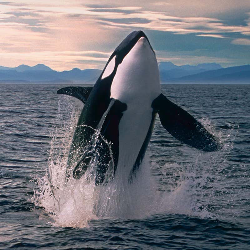 10 hewan paling buas di laut