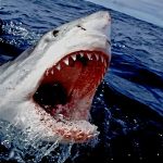 daftar 10 hewan laut paling ganas
