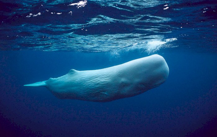 10 hewan paling buas di laut