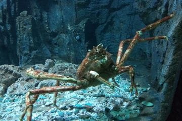 10 hewan paling buas di laut