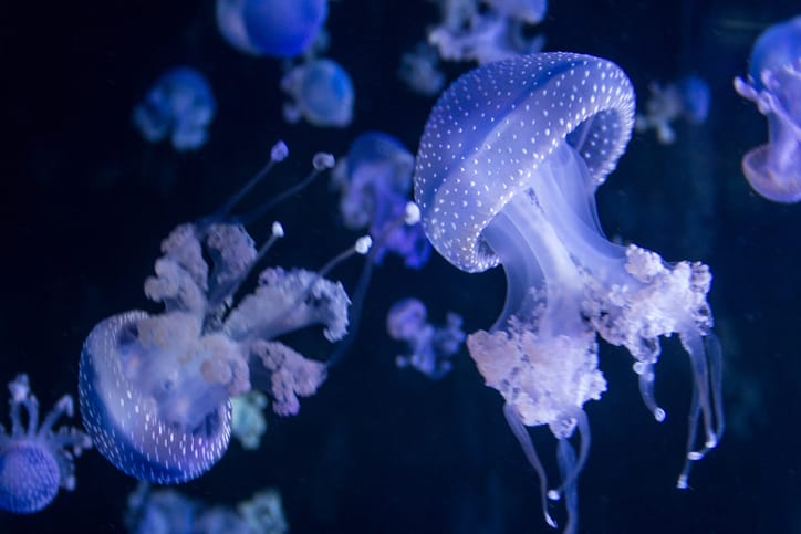 10 hewan paling buas di laut