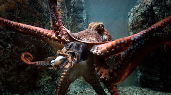 10 hewan paling buas di laut