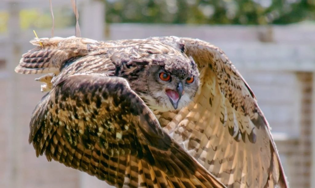 10 Fakta Burung Hantu yang Menakjubkan