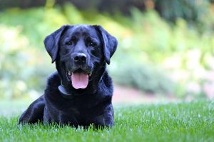 Kenali 10 Jenis Anjing Paling Penurut Perintah Majikannya