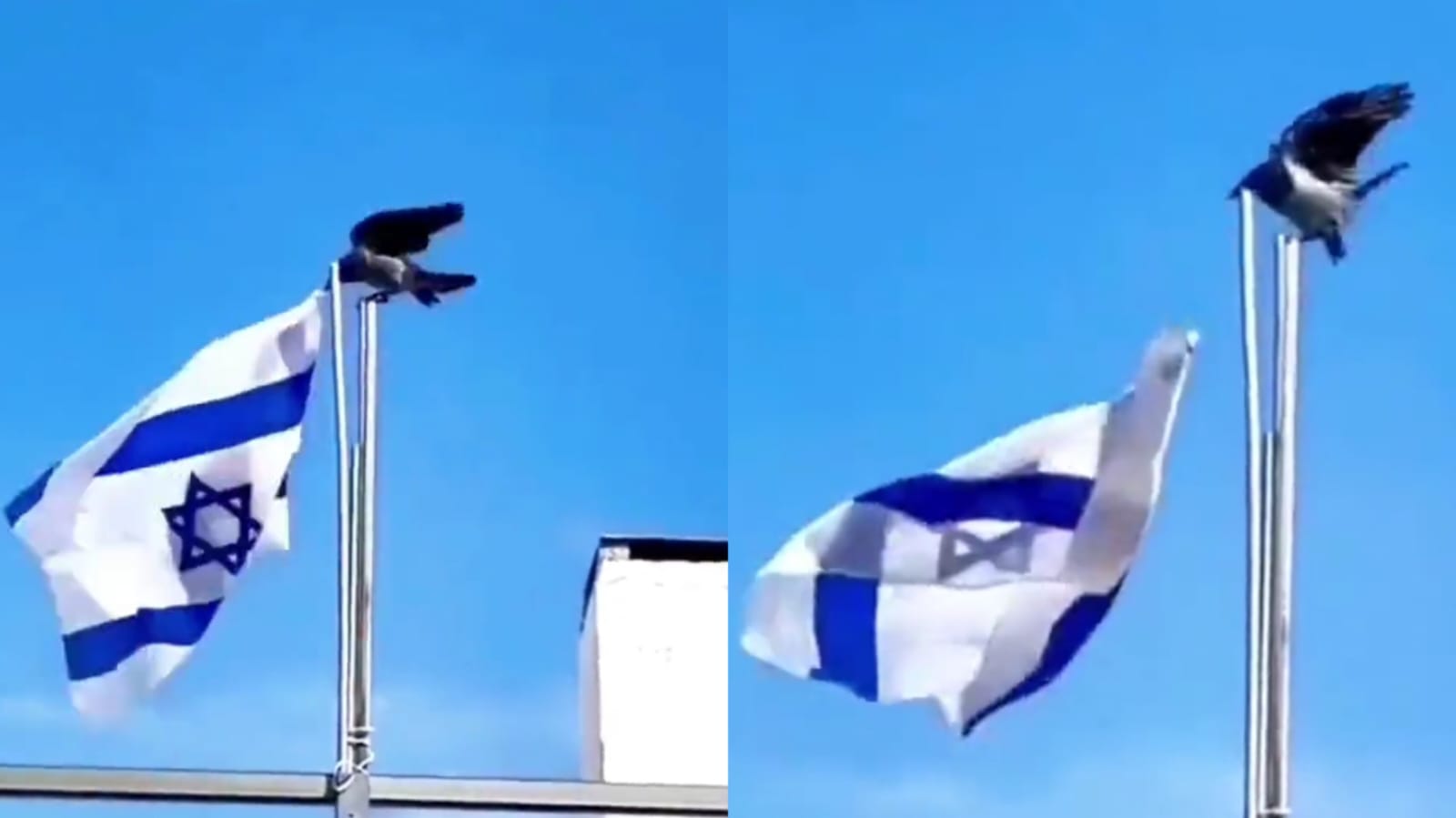 Burung Gagak Turunkan Bendera Israel