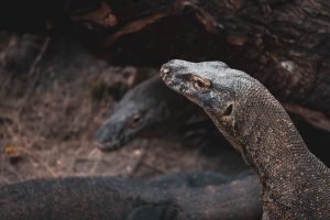 5 Hewan Super Langka yang Hanya Hidup di Indonesia