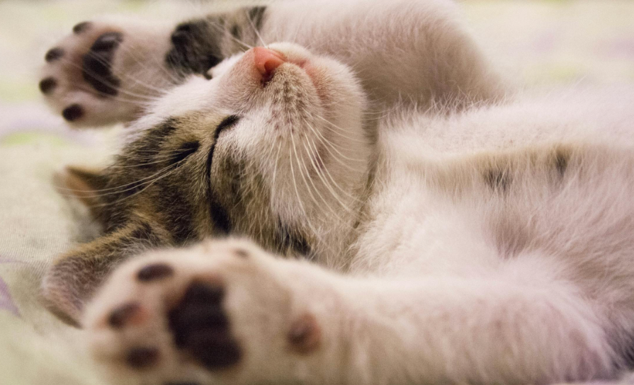 Bahaya Cakaran Kucing bagi Kesehatan