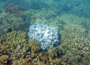 Dampak Memanasnya Laut, Karang di Great Barrier Reef Diambang Pemutihan Ketujuh