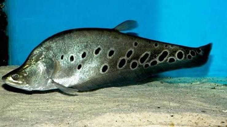 mamfaat ikan belida untuk kesehatan
