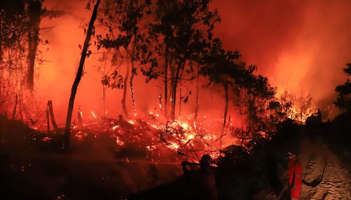 Bagai Adegan Kiamat: Gelombang Panas Ekstrem Picu Karhutla Mencekam di Aljazair