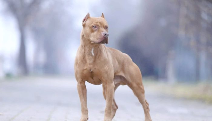 Ngeri! Anjing Pitbull Lepas di Bandung Terkam Bocah 9 Tahun hingga Alami Luka Berat