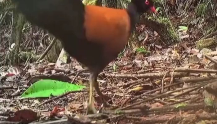 Burung Langka “Hilang” 140 Tahun Ditemukan Hidup Kembali di Papua Nugini!