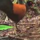 Burung Langka “Hilang” 140 Tahun Ditemukan Hidup Kembali di Papua Nugini!